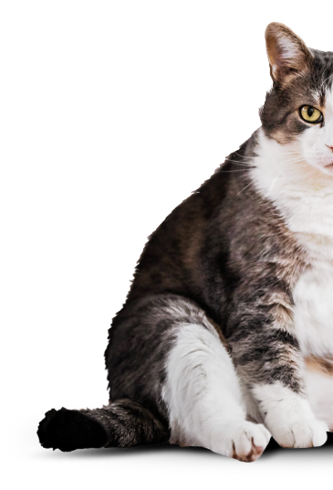 cat-left