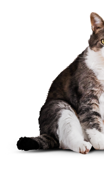 cat-left